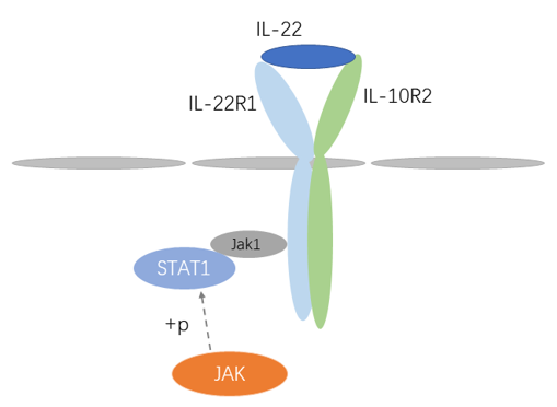 IL-22 Detection Service