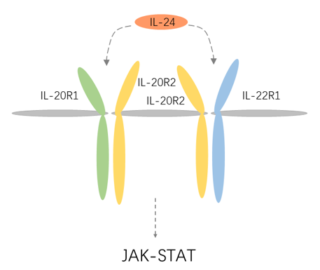 IL-24 Detection Service