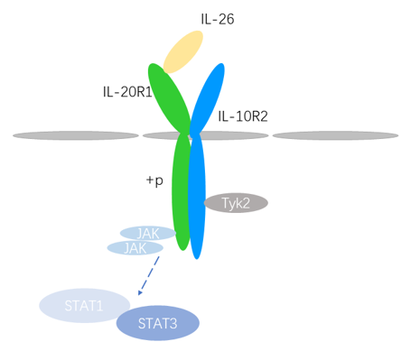 IL-26 Detection Service