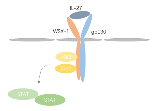 IL-27 Detection Service