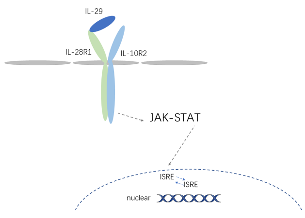 IL-29 Detection Service