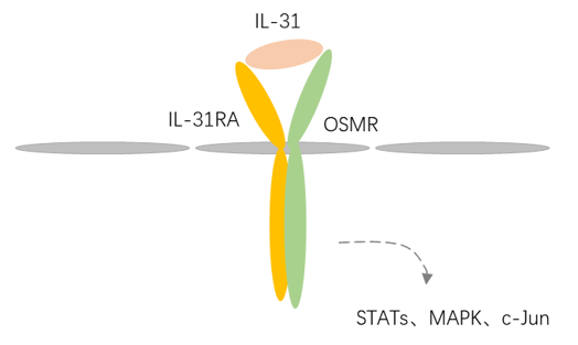 IL-31 Detection Service