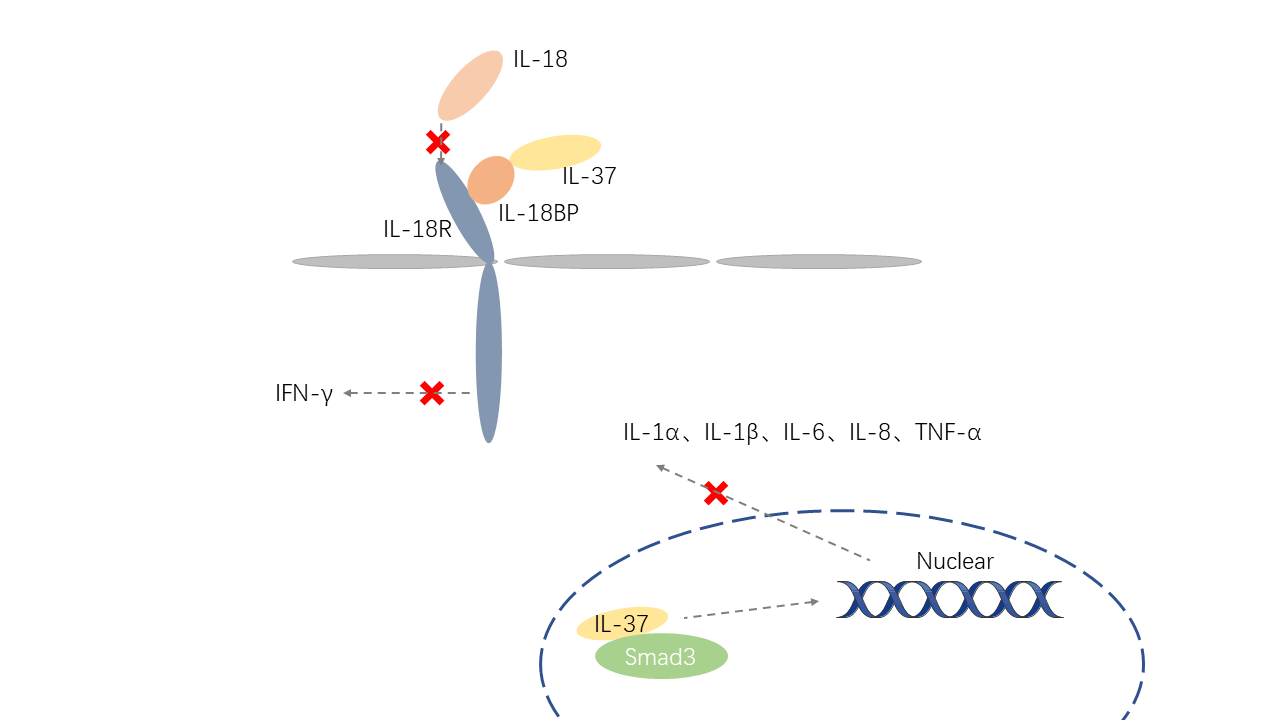 Mechanism of Signaling