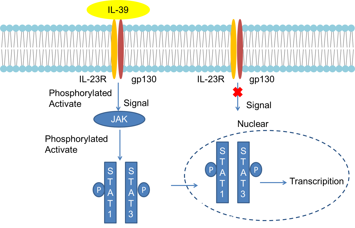 Mechanism of Signaling