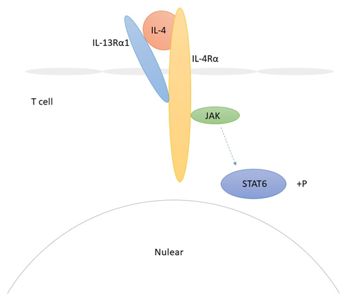 IL-4 Detection Service