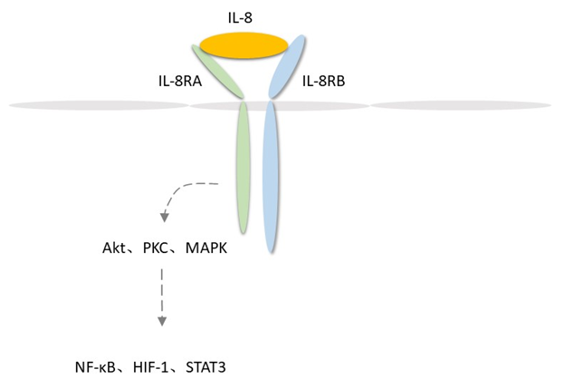 IL-8 Detection Service