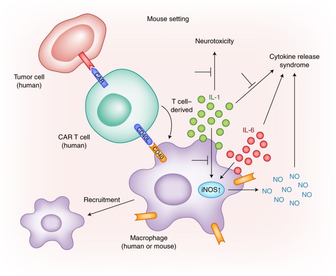 Cytokine release syndrome (Rooney er al., 2018)