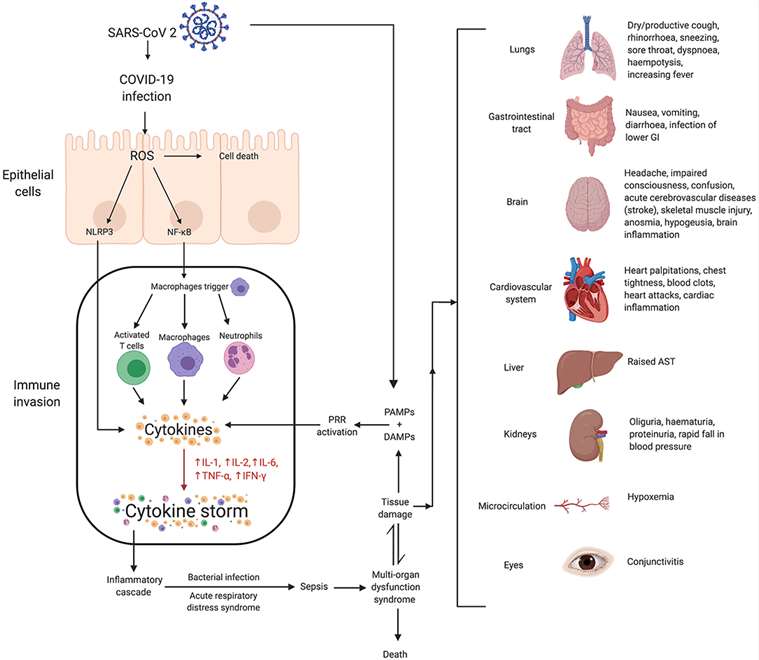 Mechanisms of SARS-CoV-2 associated cytokine storm and associated damages (Bhaskar et al., 2020)