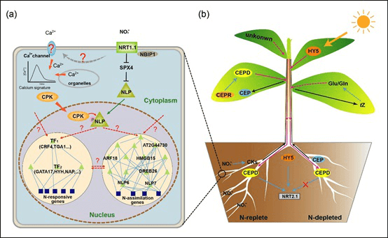 Integrin Cell Signal Pathway Detection Service