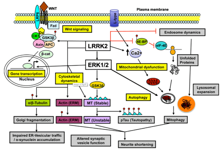 LRRK2 Signaling Pathway Detection Service