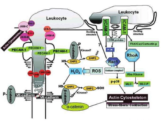 Leukocyte Transendothelial Migration Signaling Pathway Detection Service