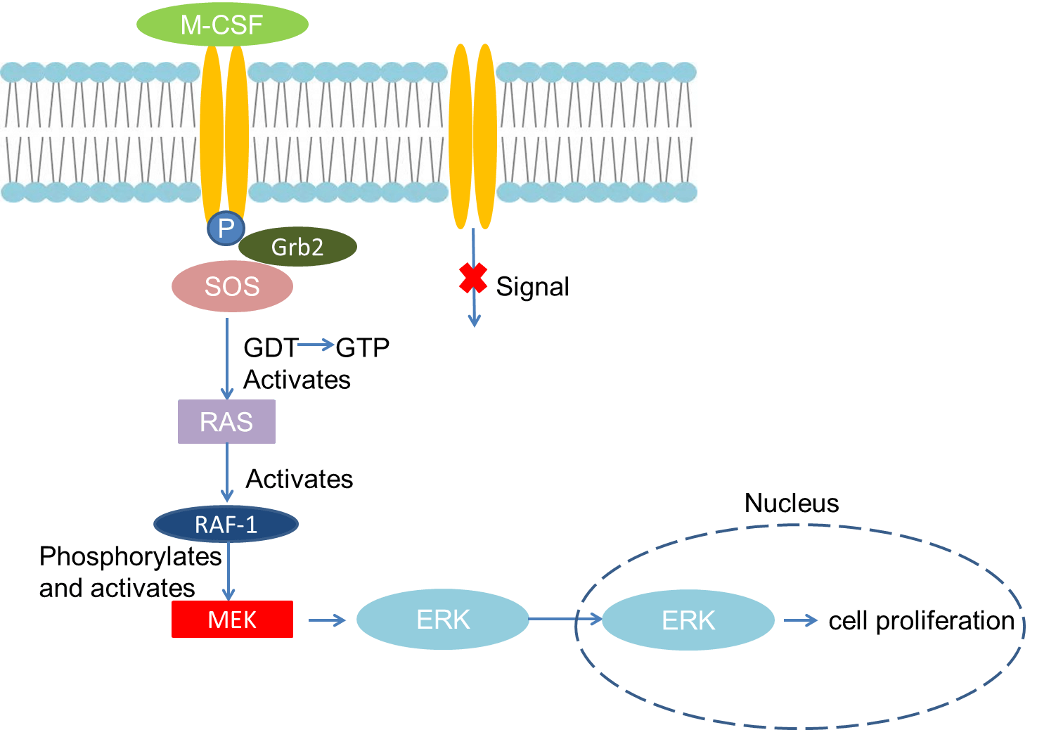 Mechanism of Signaling