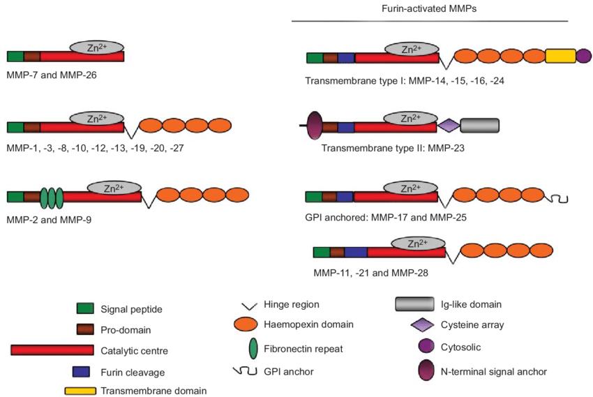 Matrix Metalloproteinases (MMPs) - Structure, Sources and Functions