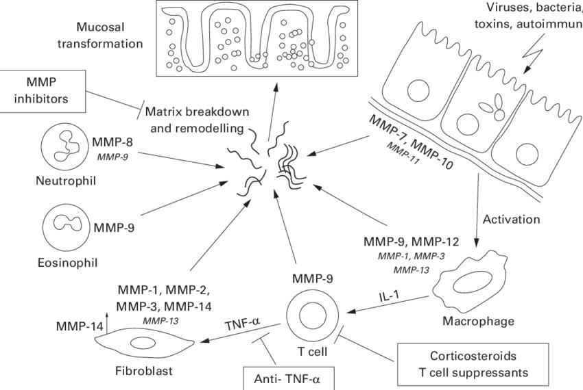 Metalloproteinases (MMPs) and their cellular sources in the intestine