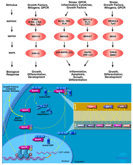 Mitogen Activated Protein Kinase (MAPK) Cell Signal Pathway Detection Service