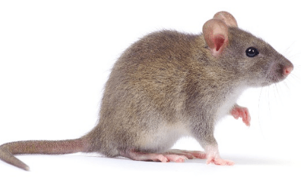 Mouse Cytokine Assay