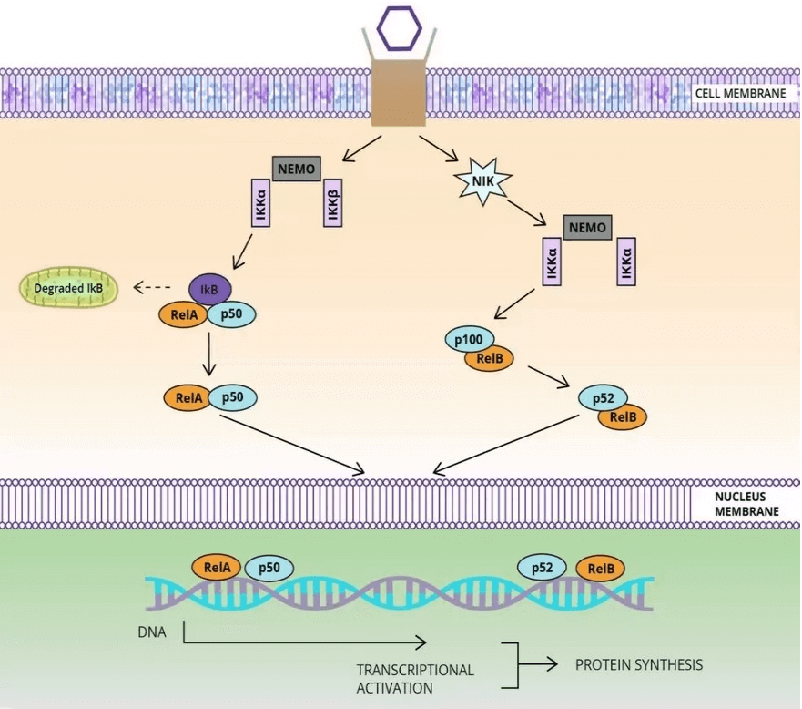 NF-kB Signaling Pathway Detection Service