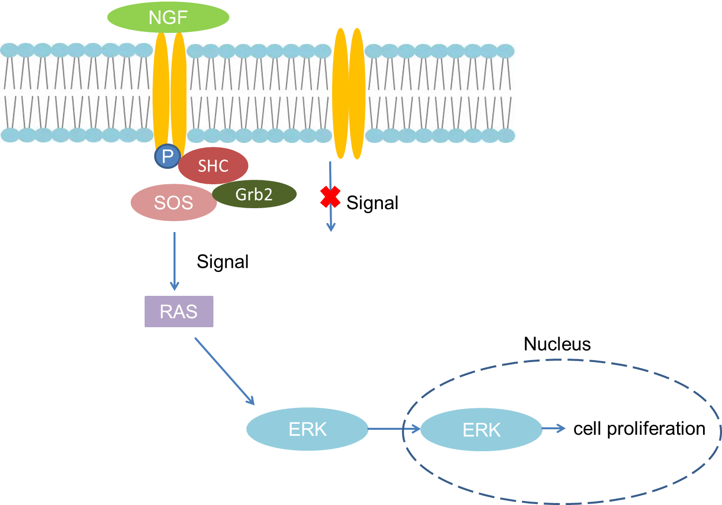 Mechanism of Signaling 