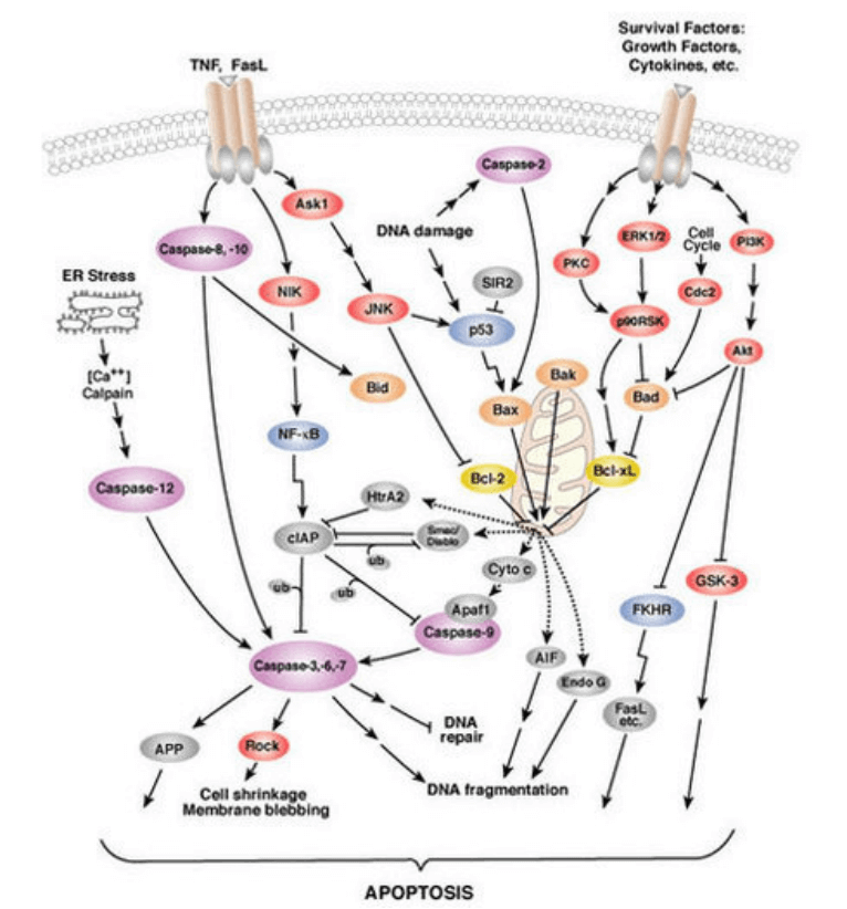 Necroptosis Signaling Pathway Detection Service