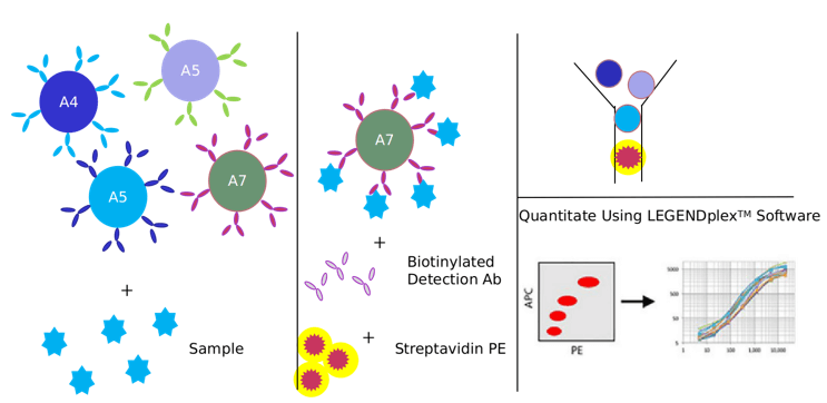 Necroptosis Signaling Pathway Detection Service