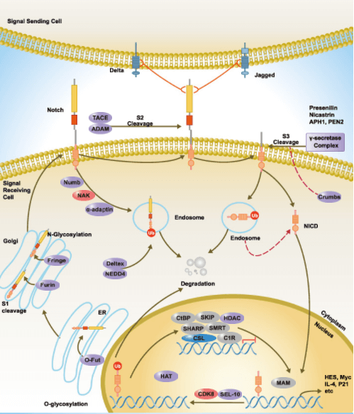 Notch Signaling Pathway Detection Service