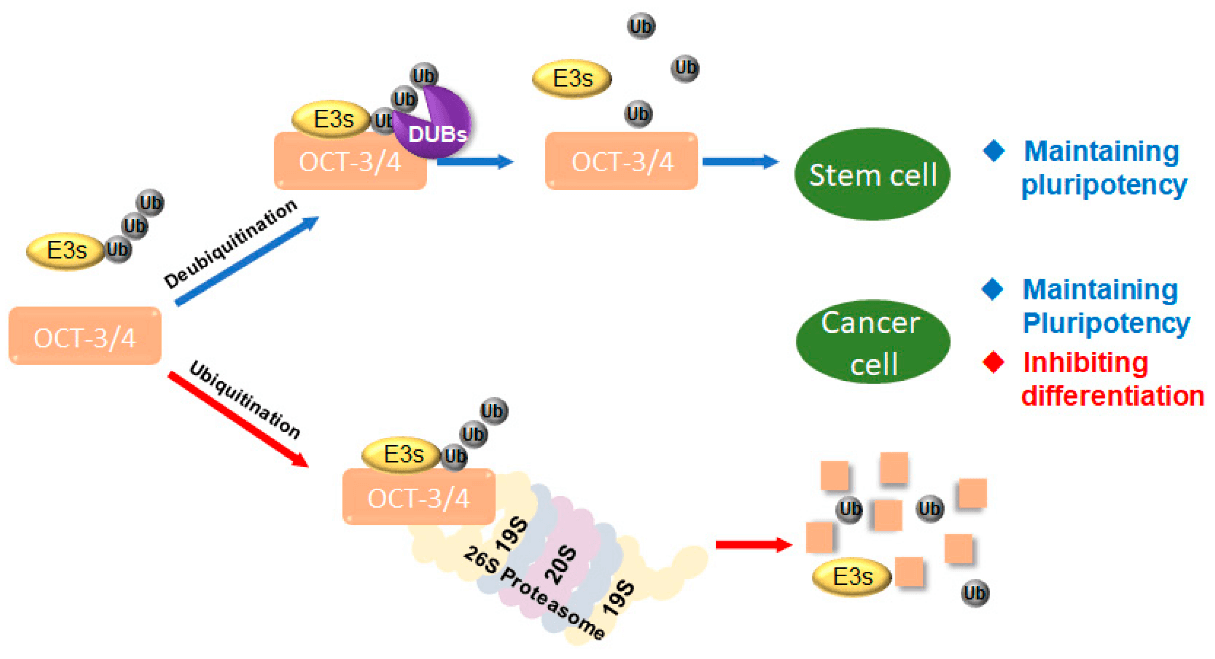 OCT3/4 Signaling Pathway Detection Service