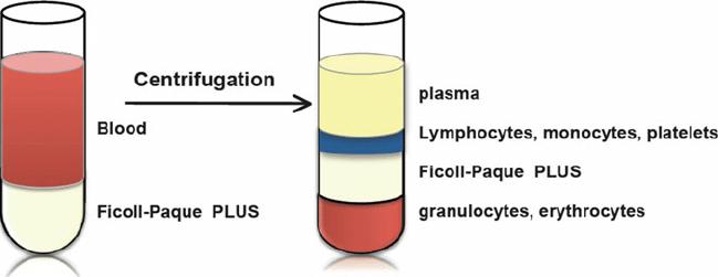 Isolation of PBMCs