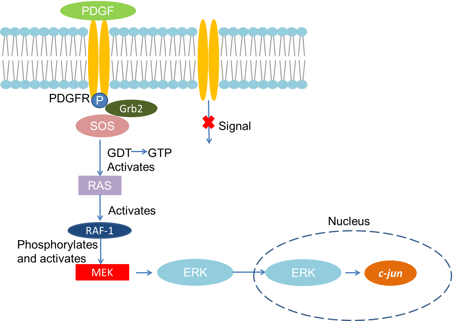 Mechanism of Signaling