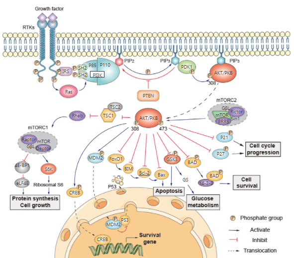 PI3K-Akt Signaling Pathway Detection Service