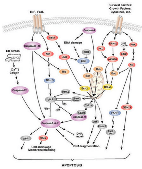 Pyroptosis Signaling Pathway Detection Service