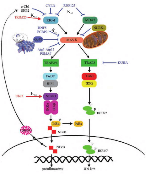 RIG-I-like Receptor Signaling Pathway Detection Service