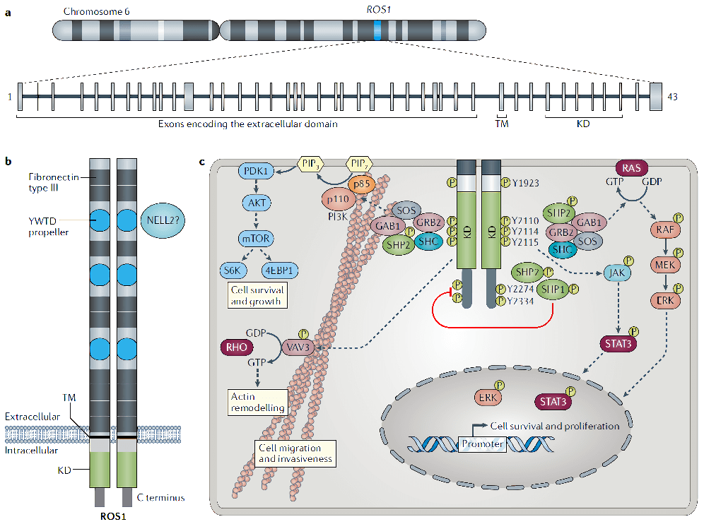 ROS1 Signaling Pathway Detection Service