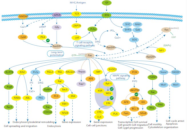 RAS Signaling Pathway Detection Service