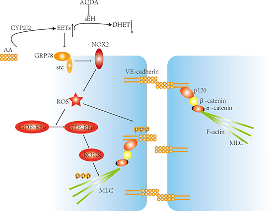 Rho-ROCK Signaling Pathway Detection Service