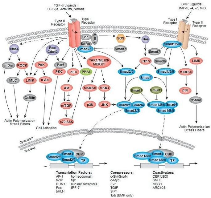 SMAD Signaling Pathway Detection Service