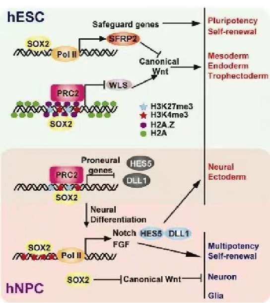 sox-2 signaling pathway