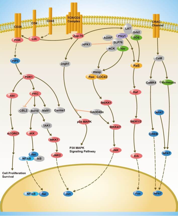 T-Cell Receptor (TCR) Cell Signal Pathway Detection Service