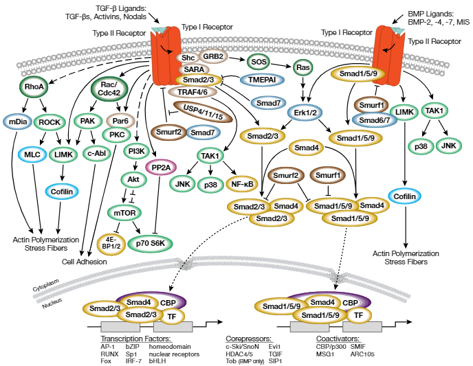 TGF-Beta Signaling Pathway Detection Service