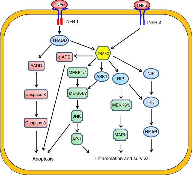 The downstream signalling pathways