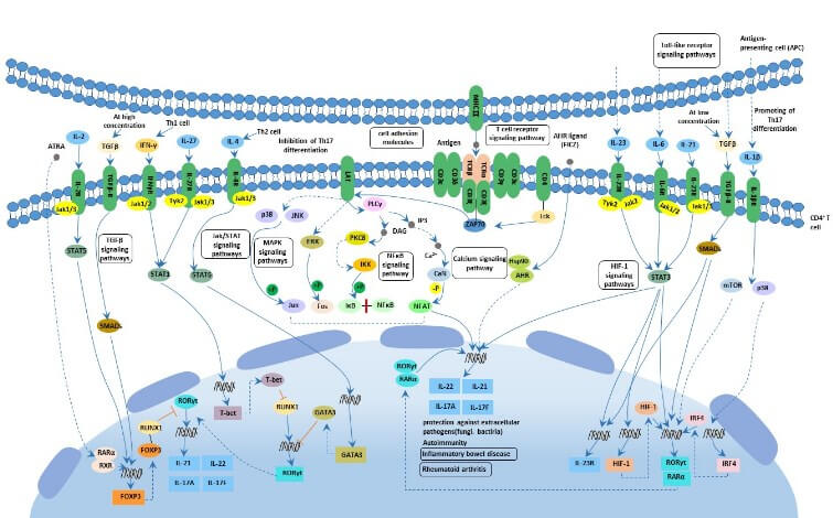 Th17 Cell Differentiation Signaling Pathway Detection Service