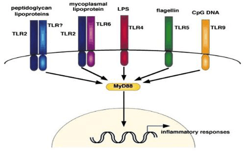 MyD88-dependent TLR signal transduction pathway