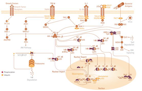 MyD88 independent/TRIF (IFN-B) dependent signal transduction pathway