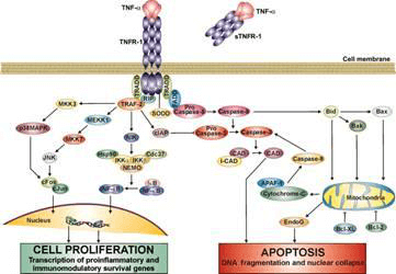 Tumor Necrosis Factor (TNF) Cell Signal Pathway Detection Service