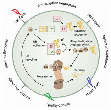 Ubiquitin Proteasome Signaling Pathway Detection Service