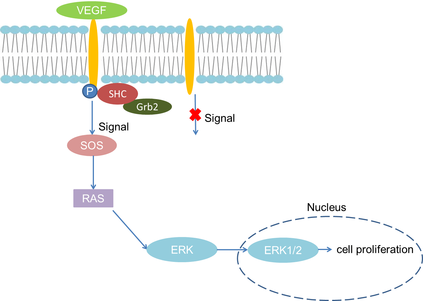 Mechanism of Signaling