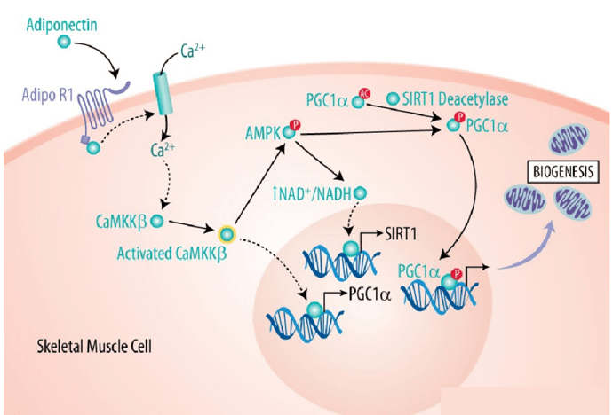 Adiponectin Signaling Pathway Detection Service