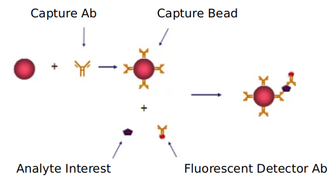 Advantages of adiponectin signaling pathway detection