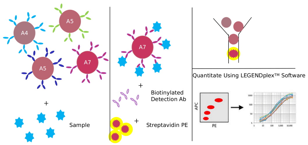 Akt cell signaling pathway detection