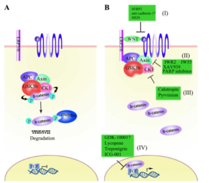 Anaphase-Promoting Complex or Cyclosome (APC/C) Signaling Pathway Detection Service