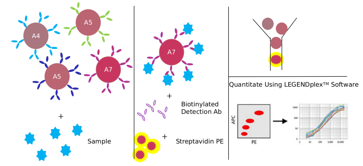 Advantages of APC/C signaling pathway detection